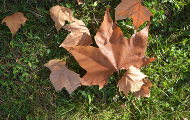 dry leaf on the autumn 