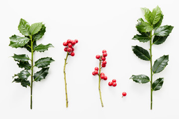 Wall Mural - christmas holly with red berries.