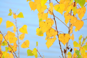 Fall yellow leaves on tree