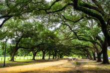 Beautiful Park In Houston. Texas. United States