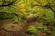 Beautiful vibrant Autumn Fall forest landscape image of millstone in woodland in Peak District