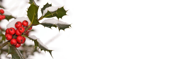 close up of a branch of holly covered with snow in a garden, christmas and holiday panoramic backgro