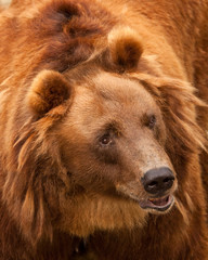 Wall Mural - Huge hairy bear face full face in full screen. but a sweet, kindly expression on the face. a symbol of power and calm strength and confidence.