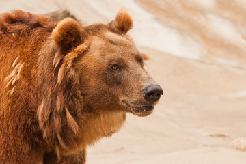 Wall Mural - Bear face (female bear)  in profile close-up, red - brown fur.