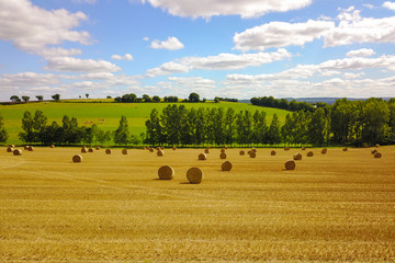 Wall Mural - Grain field after harvest in summer