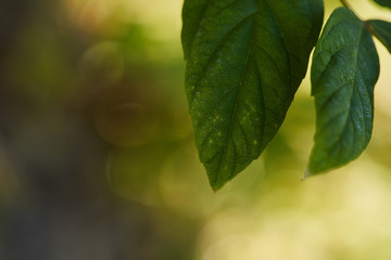 close up view of green and bright leaves outside