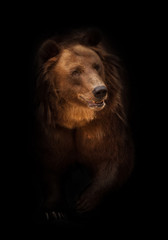 Wall Mural - Bear in  dark - black background. A huge brown beast peeps menacingly out of mysterious darkness