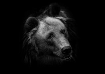 Wall Mural - Huge hairy bear face full face in full screen. but a sweet, kindly expression on the face. Black-white photo, black background in isolation.