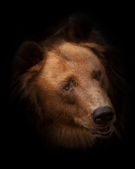 Wall Mural - Huge hairy bear face full face in full screen. but a sweet, kindly expression on the face. bear head isolated on black background.