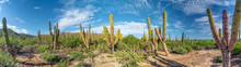Baja California Sur Giant Cactus In Desert