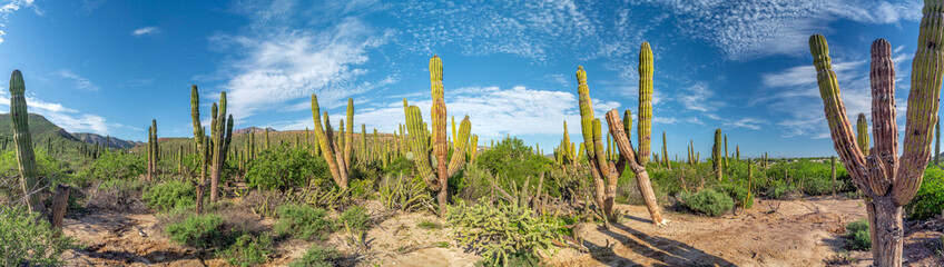 baja california sur giant cactus in desert