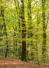 Wall Mural - leaves of beech trees in forest during early autumn