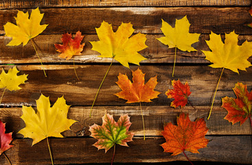 Wall Mural - background autumn maple leaves are far apart. top view on wooden table long horizontal frame.