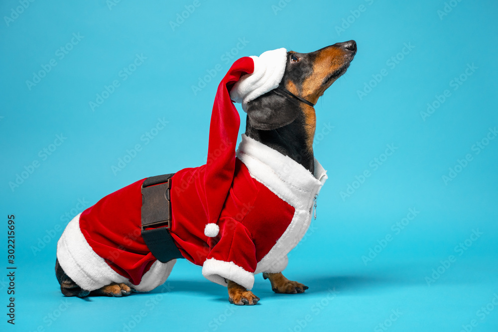 Cute little black and tan dachshund wearing funny Santa Claus costume ...