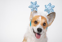 Close Up Portrait Of Funny Cute Red And White Corgi Wearing Funny Christmas Rim On The Head, With Shiny Blue Snowflakes.