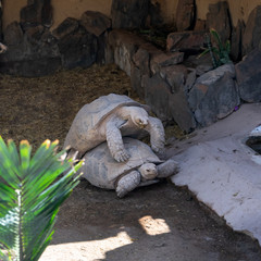 Two giant tortoises mating in the zoo, animal shelter, Gran Canaria, Spain