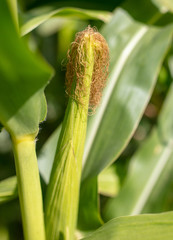 Corn on a plant in the garden