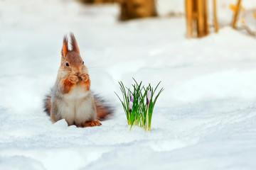 portrait of a cute red squirrel standing in the park in white snow at the first flowers of snowdrops