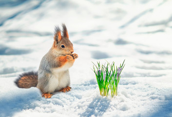 Wall Mural - cute red squirrel stands in the Park in white snow at the first flowers of snowdrops