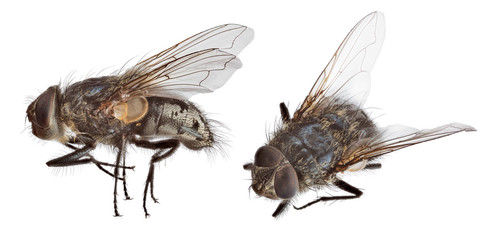 grey small fly two views on white