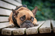© Firn - Adorable small French Bulldog dog with sad eyes looking up lying on white bench