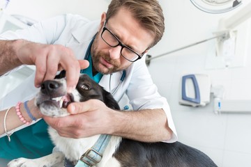 Wall Mural - Vet examining dog's teeth in clinic