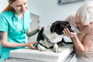 Wall Mural - Photo of senior woman holding or comforting her dog with the vet in clinic