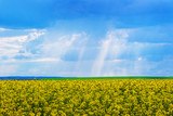 Fototapeta Tęcza - Yellow rapeseed field during blossom under the sun's rays that breaks through the clouds_