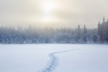 Footprints In The Snow To The Forest In A Cold Winter Landscape