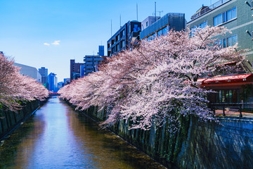 Wall Mural - Spring Meguro river and Sakura festival in Tokyo Japan