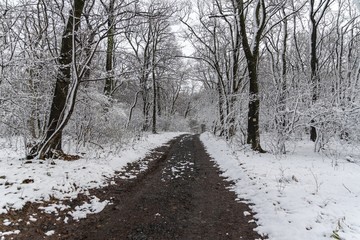 Poster - Muddy road surrounded by snow covered fields with beautiful trees