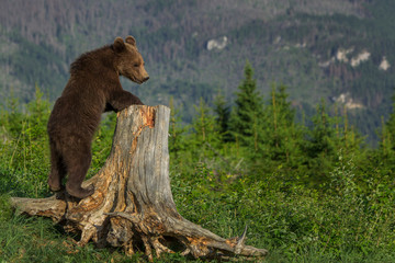 European Brown Bear (Ursus arctos arctos)