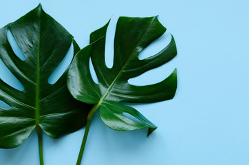  Tropical leaves Monstera on blue background