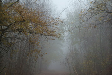 Canvas Print - forest in fog