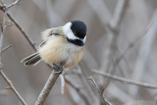 Black-capped Chickadee (Poecile Atricapillus) In Winter