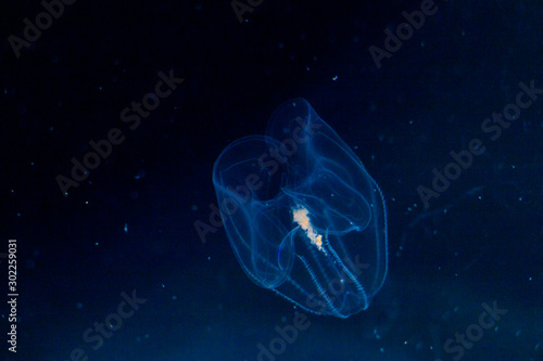Moon jellyfish in the aquarium Tableau sur Toile