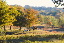 Rural Texas Autumn Landscape During Fall Season In Nature, Horses Grazing Under Tree.