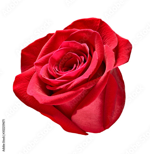 flower rose petal blossom red nature beautiful background