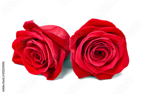 flower rose petal blossom red nature beautiful background