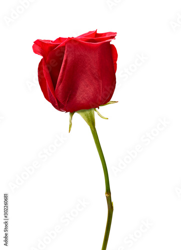 flower rose petal blossom red nature beautiful background