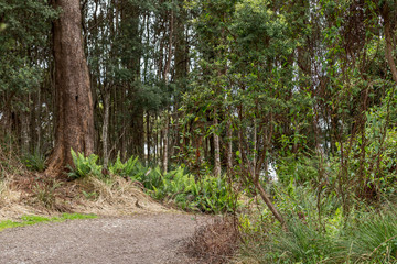 Fototapeta rain forest vegetation on the west coast of tasmania