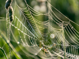 Wall Mural - spider web in the morning dew, close-up view