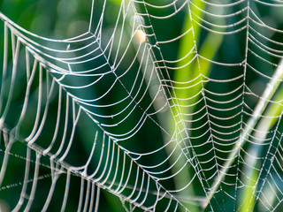 Wall Mural - spider web in the morning dew, close-up view