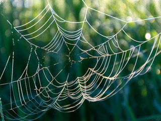 spider web in the morning dew, close-up view