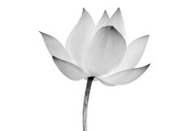 Lotus Flower Isolated On White Background. File Contains With Clipping Path So Easy To Work.