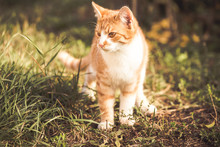 Orange Tabby Cat Playing In The Garden