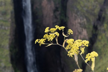 Wall Mural - Flowers of giant fennel, Ferula communis