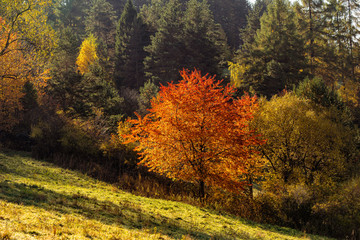 Wall Mural - Autumn in a nature. Colorful leaves in a autumn woods. Sunny bright day in forest during a fall season..