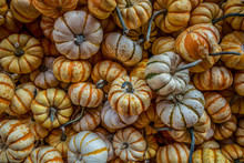 Miniature Pumpkins Multicolored