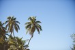 canvas print picture - Palm trees with a clear blue sky